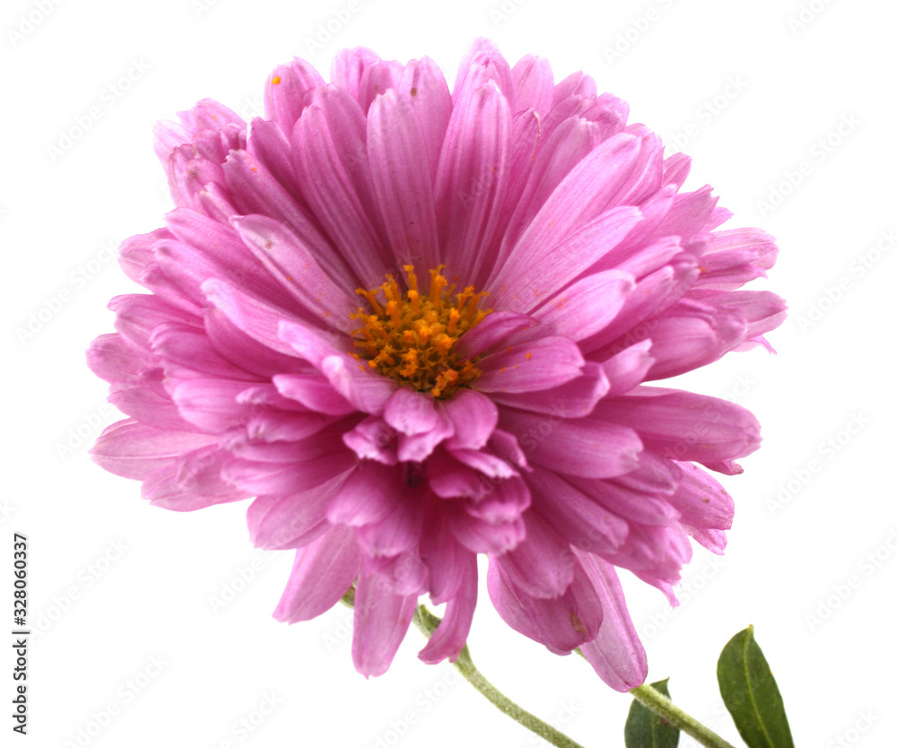 Chrysanthemum Chrysanthemum