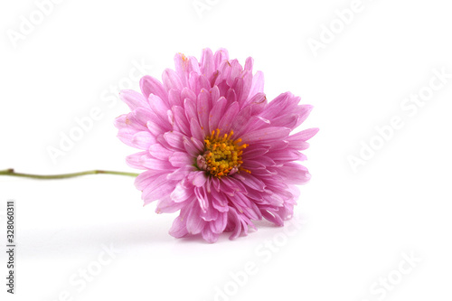 Chrysanthemum