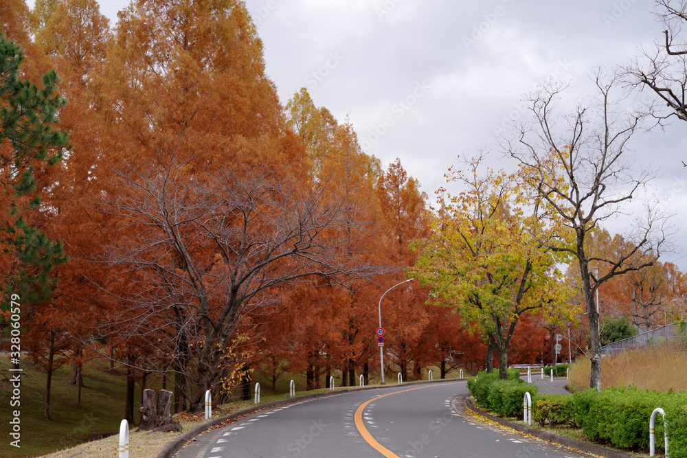 秋の深まるメタセコイア並木の道