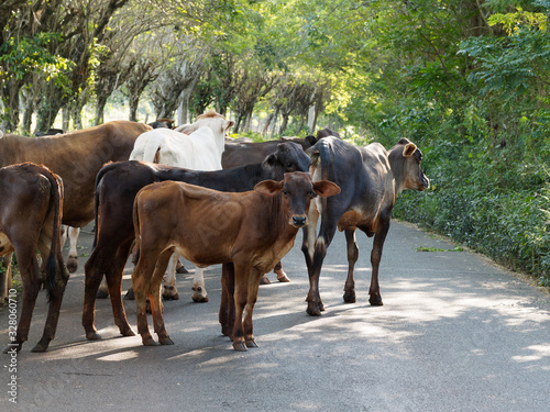 Many cows crossing rural road. Dominican Republic.