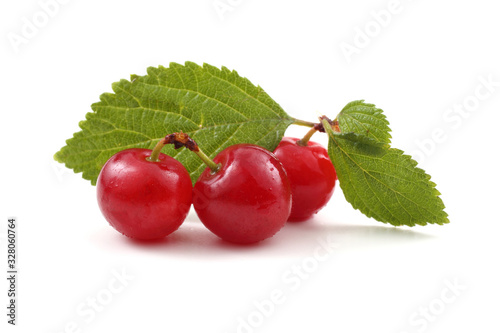 Far eastern cherry and leaves (Nanking cherry)
