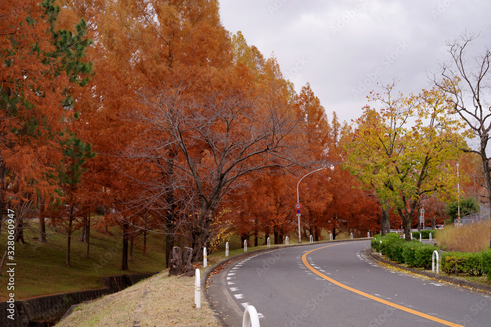秋の深まるメタセコイア並木の道