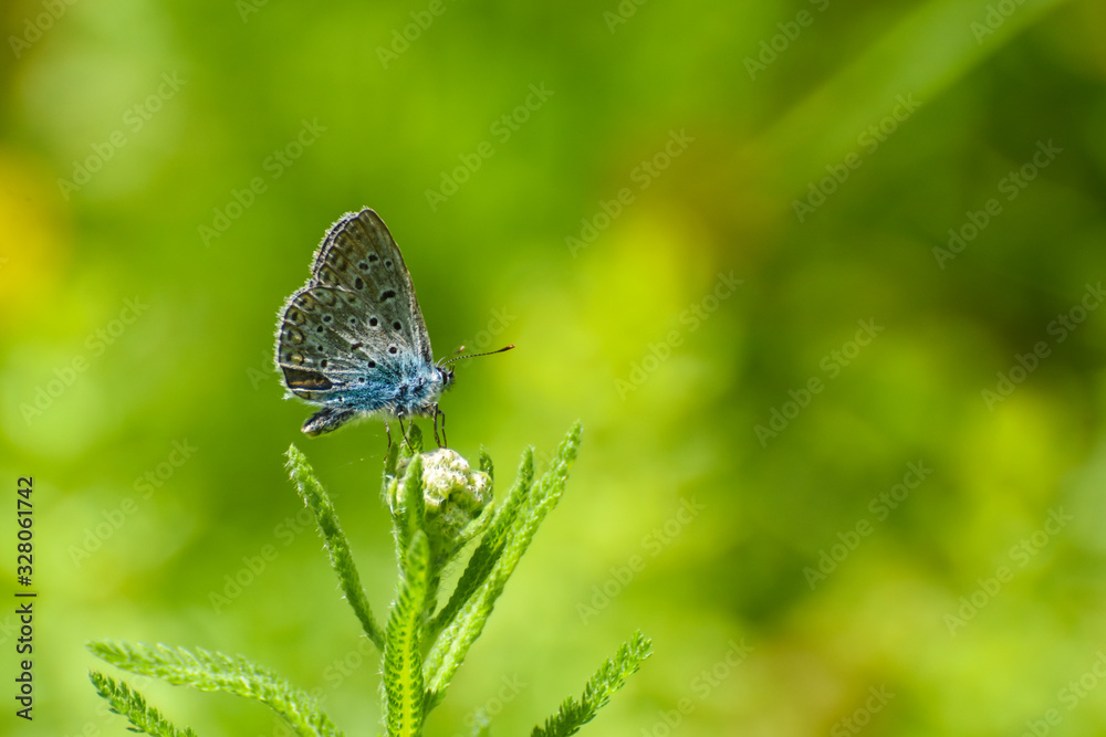 Beautiful blue butterfly. Polyommatus icarus, common blue butterfly Beautiful blue butterfly. Polyommatus icarus, common blue butterfly