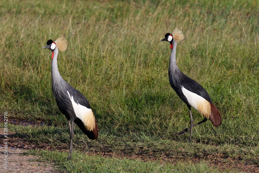 Obraz premium Kronenkraniche