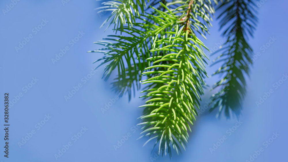 green fresh fir branches with needles in spring. green fresh fir branches with needles in spring.