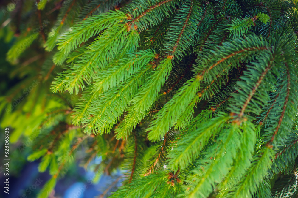 green fresh fir branches with needles in spring.