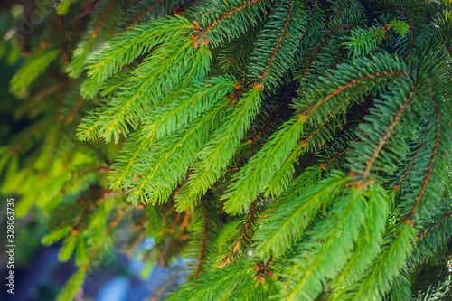 green fresh fir branches with needles in spring.