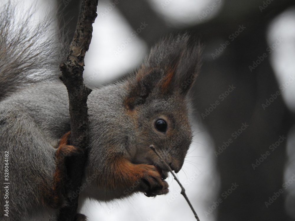 Fototapeta premium Red squirrel on a tree branch eating a nut wearing a gray winter coat in early spring