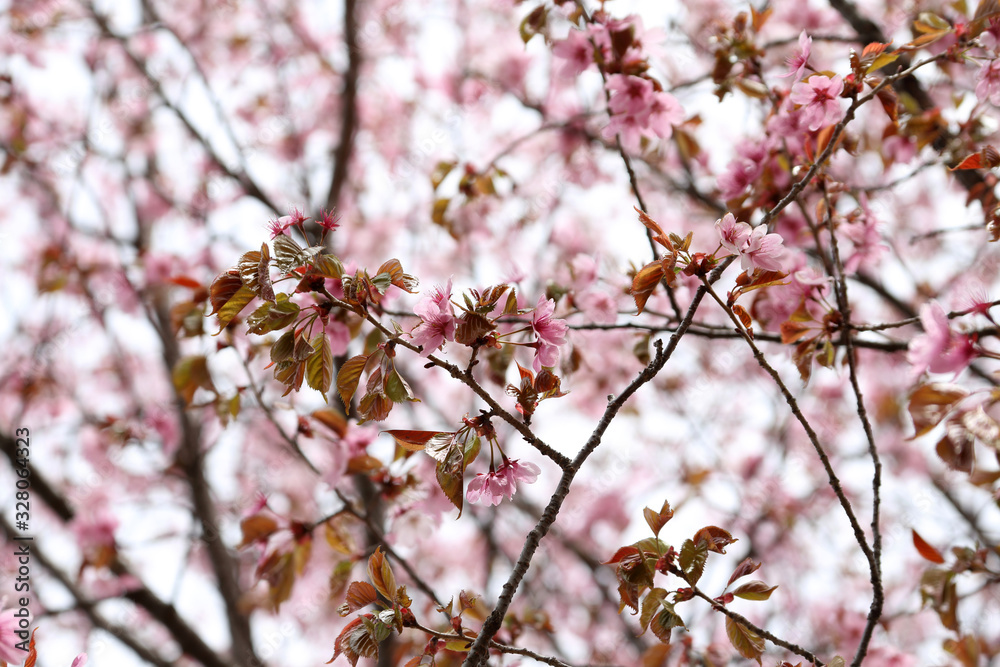 Sakura. Apricot blossom.