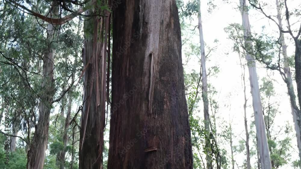 Camera tilt upward revealing very tall gum tree in Australian forest Camera tilt upward revealing very tall gum tree in Australian forest