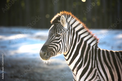 The zebra which moves an ear