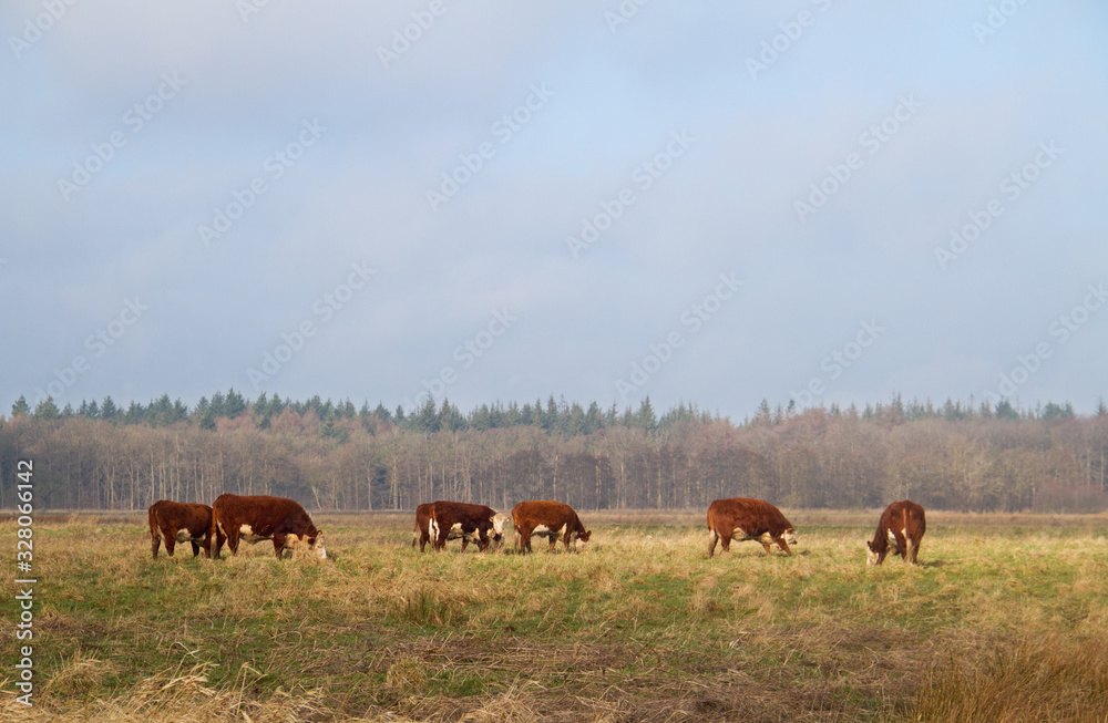 Hereford-cattle grazing in a Dutch nature reserve Hereford-cattle grazing in a Dutch nature reserve