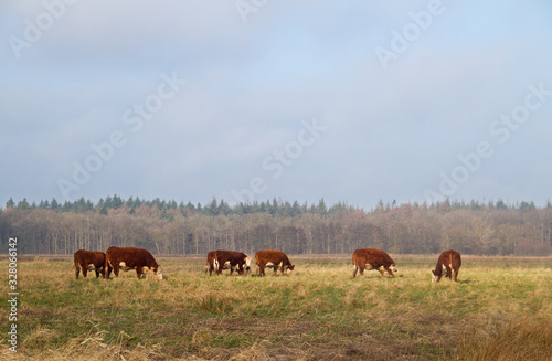 Hereford-cattle grazing in a Dutch nature reserve © Matauw