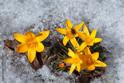 Yellow crocuses in the snow on a spring day. Bee on a flower