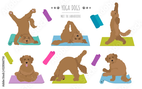 Yoga dogs poses and exercises poster design. Labradoodle clipart