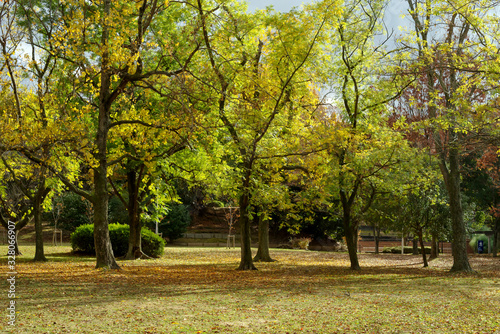 大阪豊中・千里中央公園の秋の風景 photo