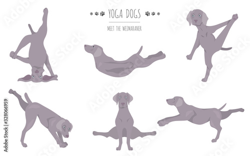 Yoga dogs poses and exercises poster design. Weimaraner clipart
