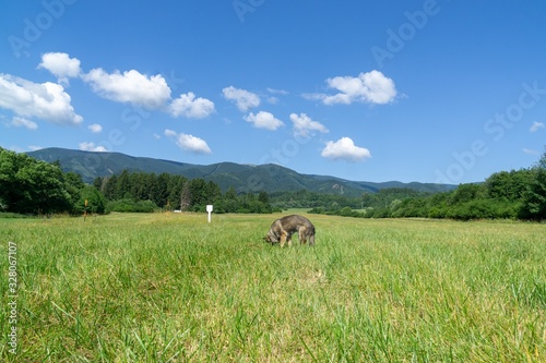 Fototapeta Naklejka Na Ścianę i Meble -  German shepherd dog playing in the garden or meadow in nature. Slovakia