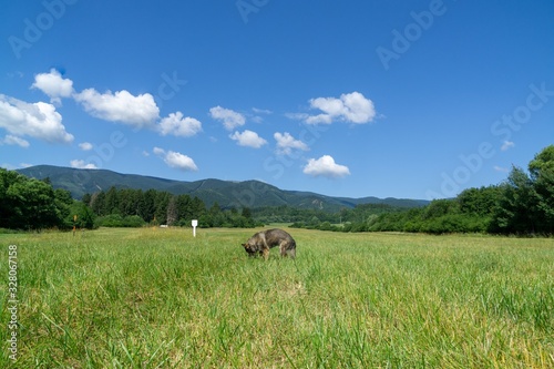 German shepherd dog playing in the garden or meadow in nature. Slovakia