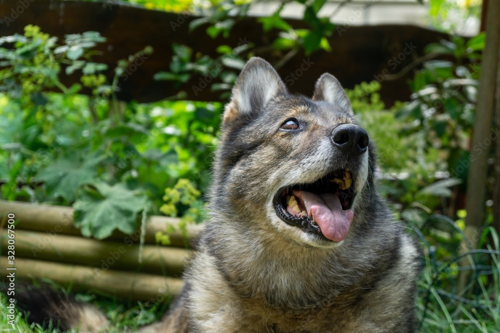 German shepherd dog playing in the garden or meadow in nature. Slovakia German shepherd dog playing in the garden or meadow in nature. Slovakia