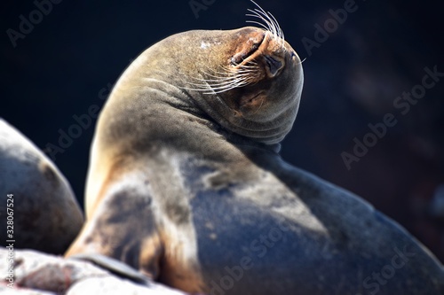 Sea Lion , Ballestas Islands , Paracas , Peru 