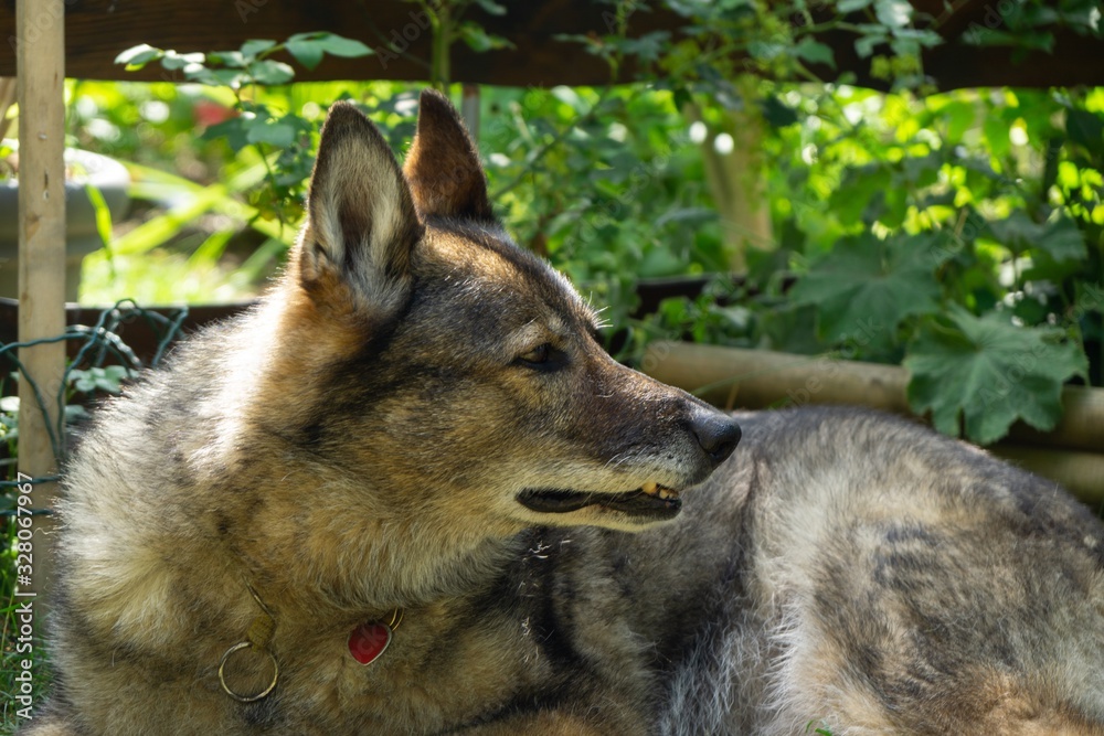 Fototapeta premium German shepherd dog playing in the garden or meadow in nature. Slovakia