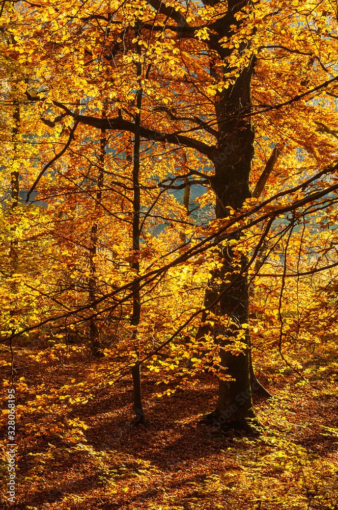 Close-up of autumn trees