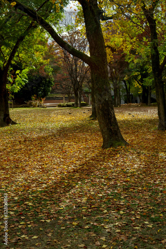 大阪豊中・千里中央公園の秋の風景