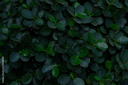 Shape and pattern green leaves for the natural background and wallpaper. Graphic resource. Copy space for text.