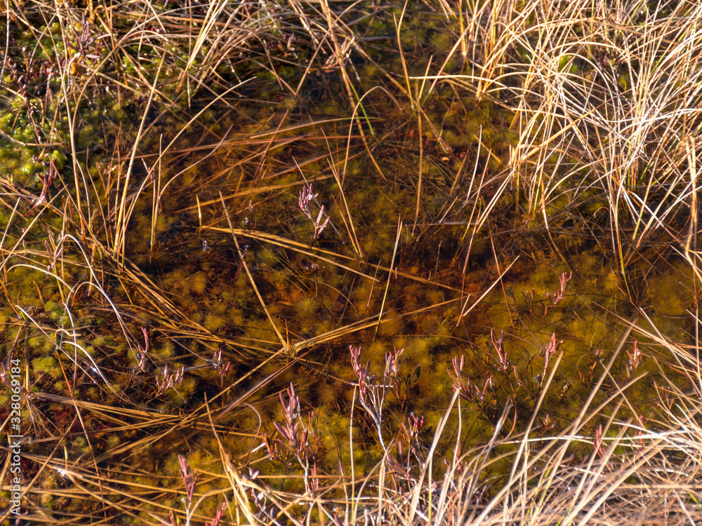 abstract image with dry bog grass and bog water
