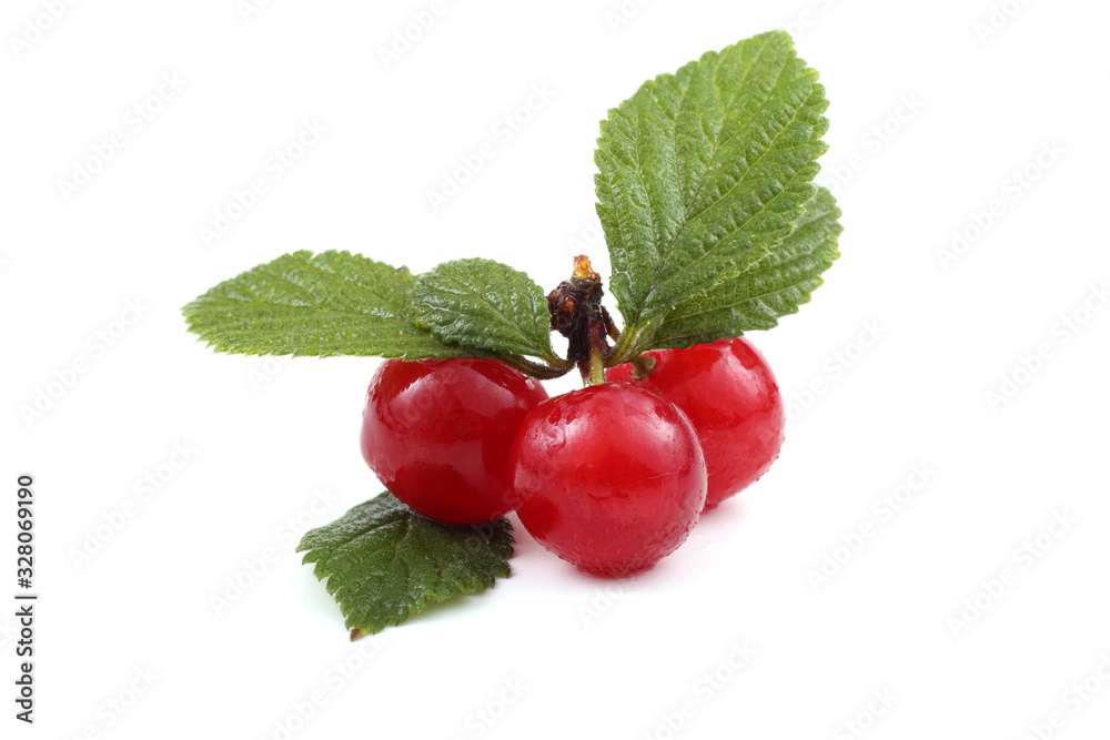 Far eastern cherries (Nanking cherry) Far eastern cherries (Nanking cherry)