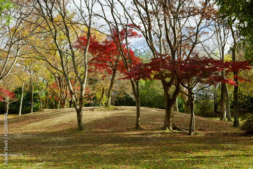 真っ赤に紅葉するモミジのある秋の公園の風景