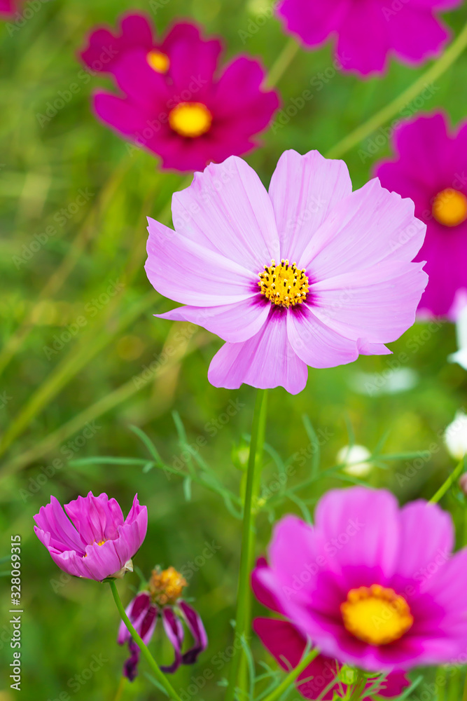 Colorful cosmos flower field mixed with old and new flowers. Colorful cosmos flower field mixed with old and new flowers.