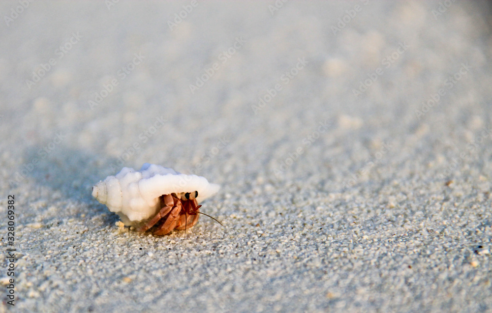 Close up of hermit crab crawling on the white sand beach.