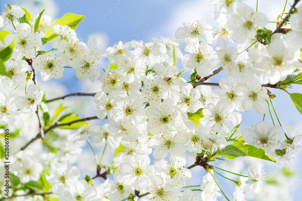 Close-up cherry blossom in full bloom against blue sky. Spring background. Soft focus