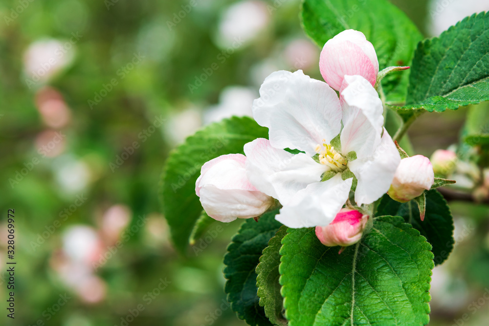 Close-up apple tree blossom branch. Spring background. Copy space Close-up apple tree blossom branch. Spring background. Copy space