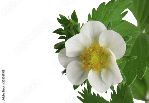 Strawberry flower Isolated on a white background. Close-up. Top view. Place for text.