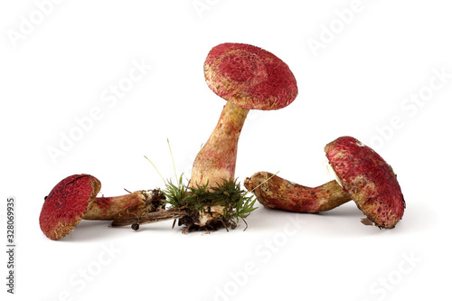 Boletinus asiaticus. This edible mushroom grows near larches photo