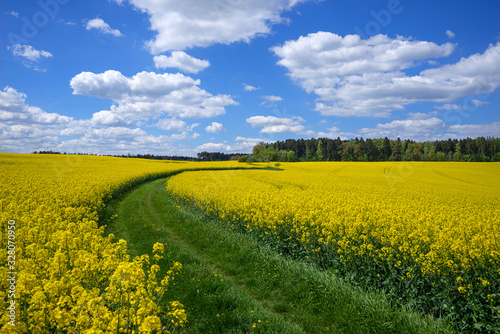 Malerischer gewundener Wiesenweg durch ein blühendes Rapsfeld im Frühling bei blau-weißem Himmel