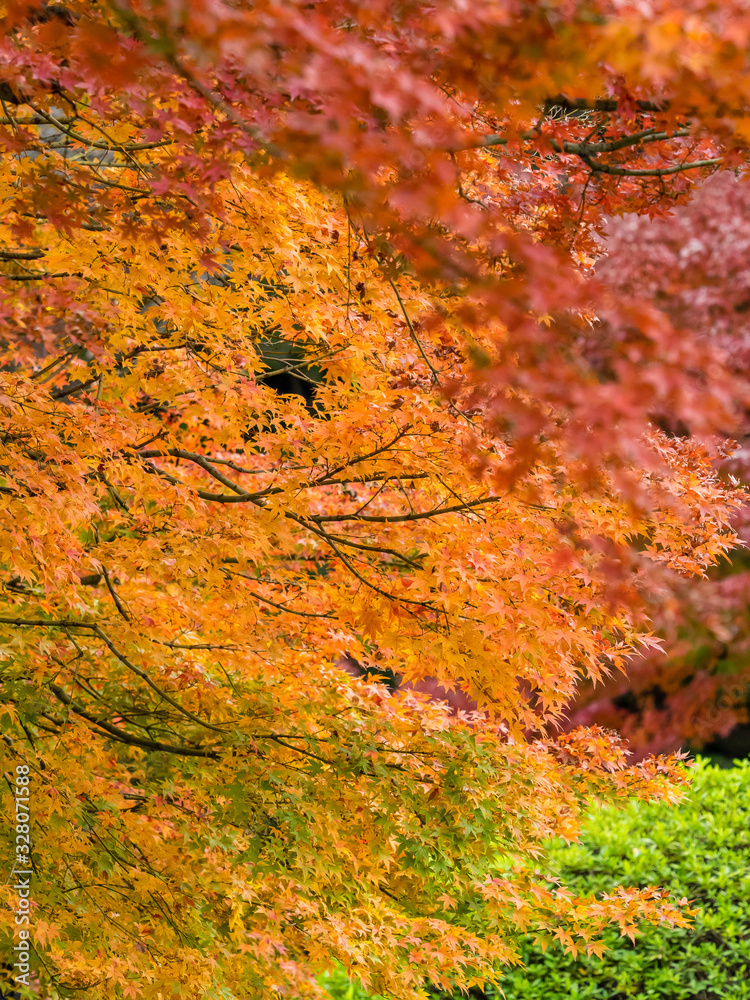 紅葉 Autumn leaves 24