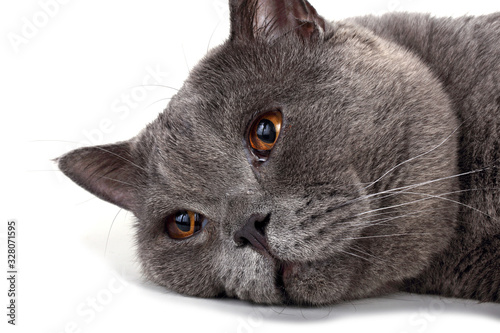 Obraz na plátně Funny lying British cat