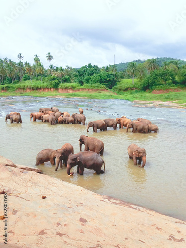 Pinnawala Elephants Sri Lanka