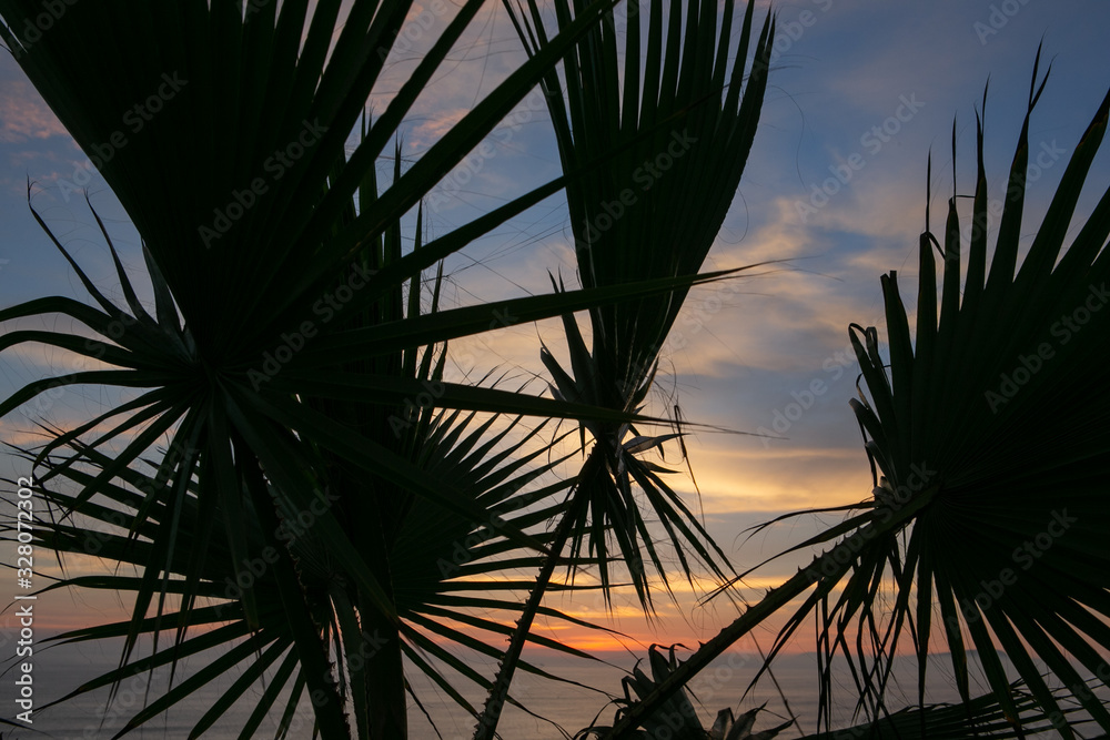 Sunset at Miraflores coast. Lima Peru. Palmtree