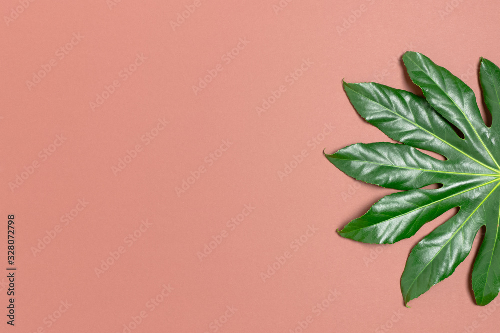 Green aralia leaf on brown background.