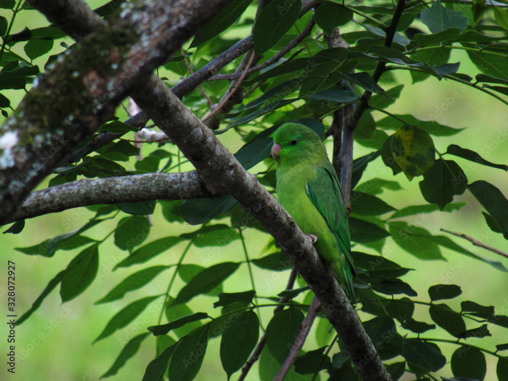 Fototapeta premium bird