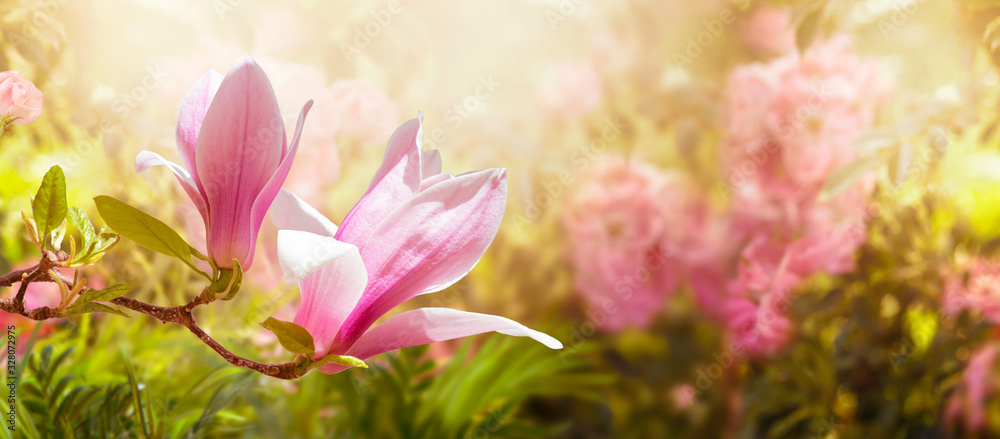 Blooming pink magnolia flowers in spring mysterious fairy tale floral garden, fabulous wide panoramic banner with blurred sunny bright glowing background and copy space