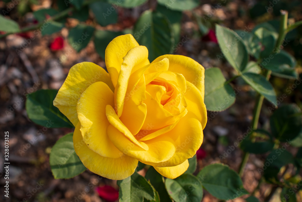 Blooming yellow rose flower in the garden. Blooming yellow rose flower in the garden.