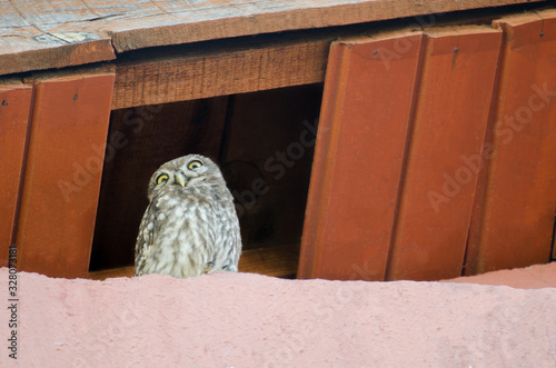 Little owl Athene noctua with big eyes on the roof