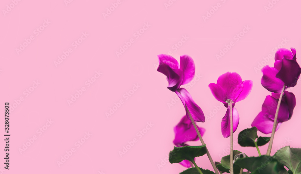 Cyclamen flowers close up on colorful background.