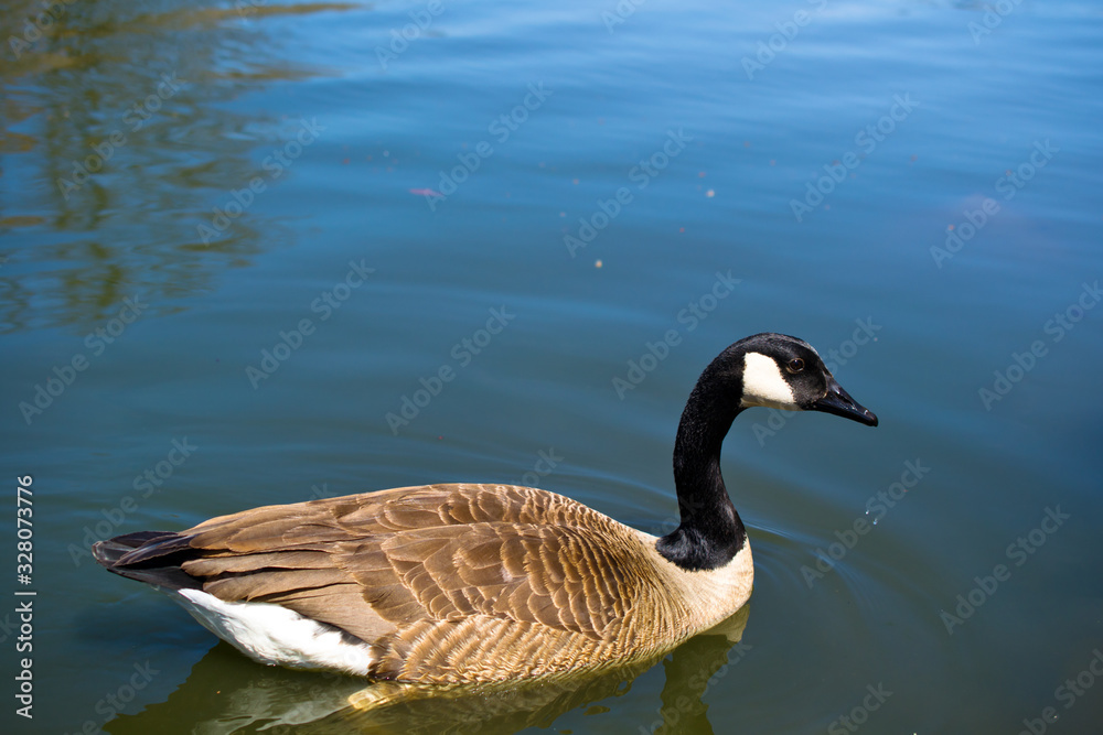 Canada Goose - Branta canadensis. Canada Goose - Branta canadensis.